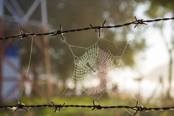 Spider Cobweb - 136391224