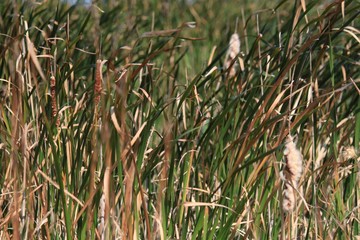 Cattails growth in marshy wetland in Indiana Dunes lakeshore during autumn season.