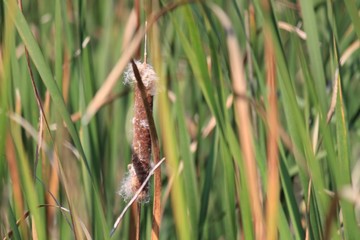 Fototapeta premium Flowering Cattail plant in midwestern swampy wetland 