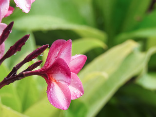 Pink Frangipani flower with green backgroun