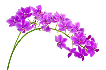 Fototapeta na wymiar Blooming twig of purple orchid isolated on white background. Closeup.