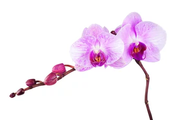Fotobehang Orchidee Bloeiende takje paarse orchidee geïsoleerd op een witte achtergrond. Detailopname.