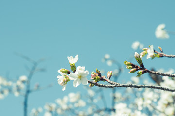 Beautiful cherry blossom sakura in spring time over blue sky.