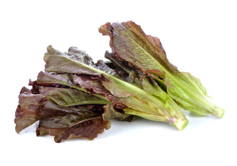 Hydroponic vegetable, red cos lettuce on white background