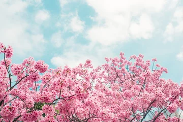  Beautiful cherry blossom sakura in spring time over blue sky. © makistock