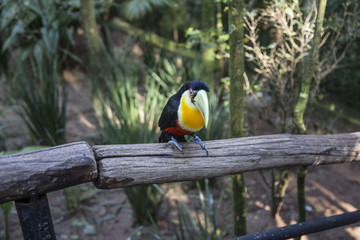 Foz do Iguaçu