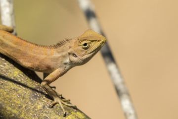 Image of chameleon on nature background. Reptile