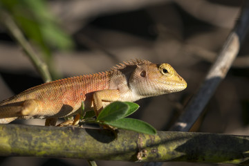 Image of chameleon on nature background. Reptile