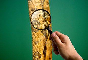 Magnifier on snake skin, Reptile education concept, hand holding