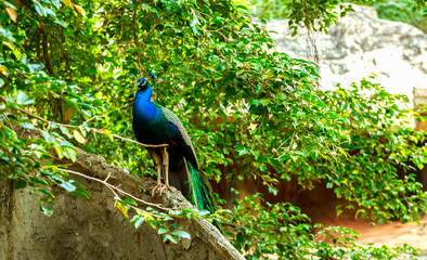 Fototapeta premium Peacock bird in zoo