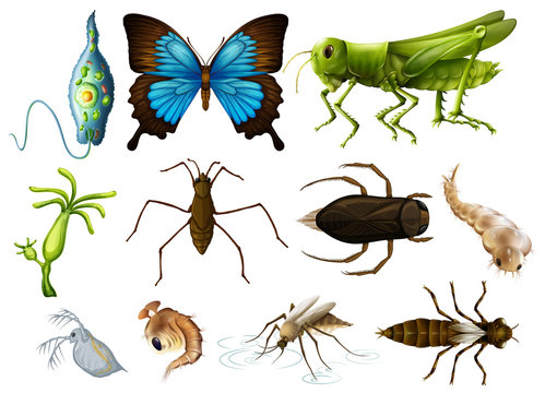 Different types of insects on white background