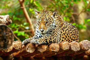 Jaguar sleep on wood floor in zoo