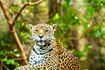 Obraz na płótnie Canvas Jaguar sleep on wood floor in zoo