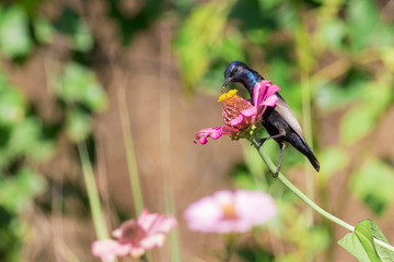 Image of a bird (purple sunbird). Wild Animals.