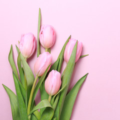 Pink tulips on the pink background. Flat lay, top view.  Valenti