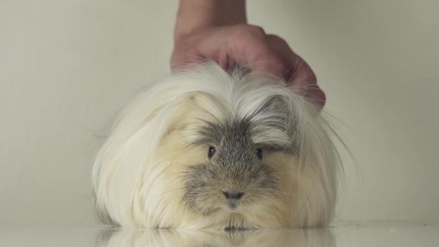 Beautiful guinea pig breed Coronet cavy slow motion stock footage video