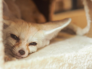 Fennec fox waking up in fluffy pet house selective focus