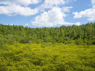 Landscape with green and yellow tiny trees blurred foreground an