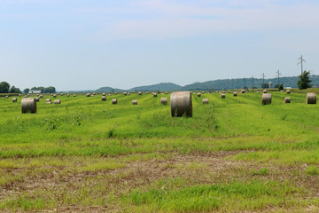 Fresh hay bales on a green field. Round hay bales drying in a farm field. The hay is waiting for the farmer to collect them and will be used to feed dairy cows in Wisconsin, USA. 