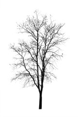 Fototapeta na wymiar Dead tree isolated on white background 