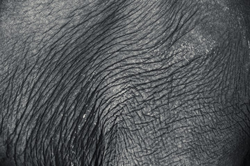 high detail real elephant skin texture.
