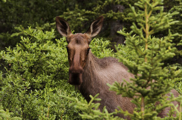 Elch wildlife