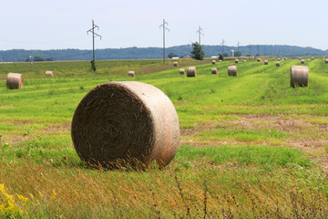 Fresh hay bale on a green field with plenty hay bales background.Round hay bales drying in a farm field.The hay is waiting for the farmer to collect them and will be used to feed dairy cows in WI USA. © Maryna