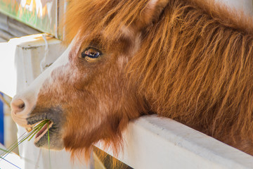 Pony Brown