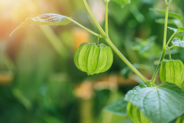 cape gooseberry fruit healthy green food plant in nature.