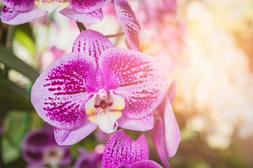 beautiful summer blossom, Thai Orchid flower in the garden with morning sunshine.