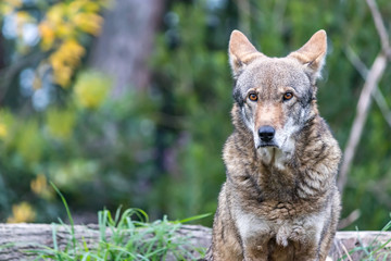 head and shoulders of red wolf