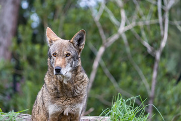red wolf sitting
