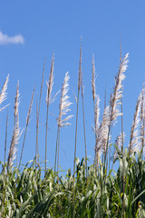 Fototapeta premium Sugar cane flowers against a blue sky near Cairns
