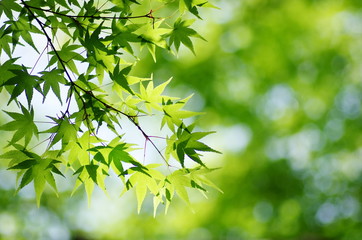 新緑　モミジ