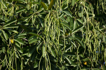 Green Pods of  Blackboard Tree © nitinut380