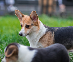 Photo of Pembroke Corgi Dog Portrait. Welsh Corgi Dog on Green Grass Field