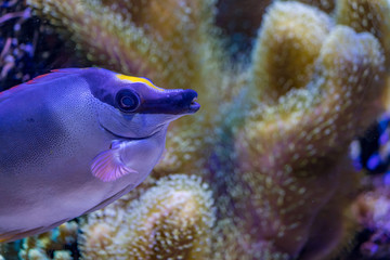 blue reef fish