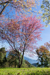 Beautiful pink flower of Sakura or Wild Himalayan Cherry tree in outdoor park with blue sky in Thailand