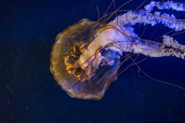 departing jellyfish - Powered by Adobe