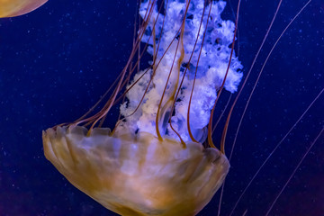 diving jellyfish - Powered by Adobe