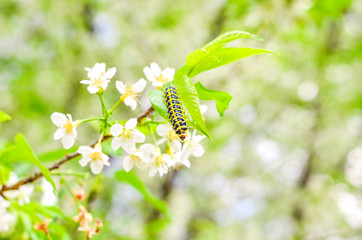 Yellow worm with black spot on White Wild Himalayan Cherry with green leaves