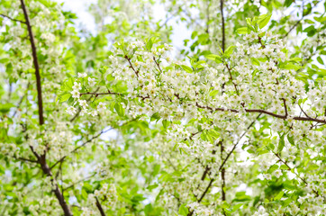 Fototapeta na wymiar White Wild Himalayan Cherry with green leaves