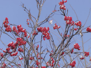 雪と赤いナナカマドの実