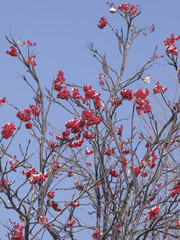 雪と赤いナナカマドの実