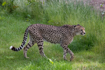 Guépard