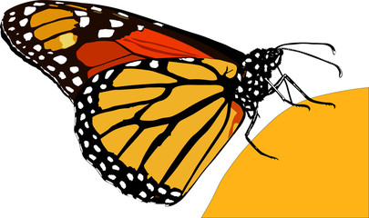 Butterfly monarch isolated on the yellow fruit