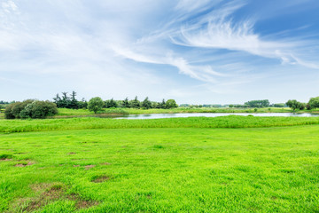 field of green grass and blue sky in summer day