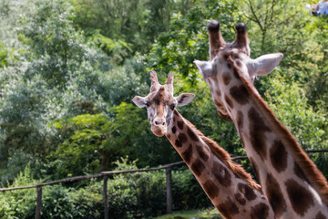 Deux girafes se regardant en effet miroir