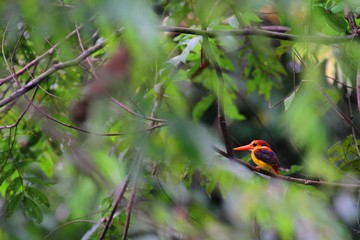 Rufous-backed Kingfisher (Ceyx rufidorsa motleyi) - セアカミツユビカワセミ