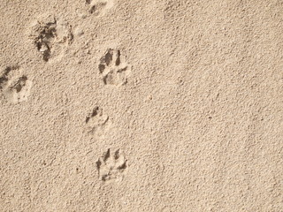  Footprints dog on beach